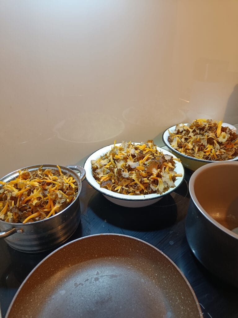 Several bowls of chanterelles getting prepared for winter storage.