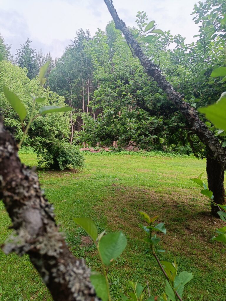 View of a green garden through the branches of a tree, with a grassy lawn and dense woodland in the background.