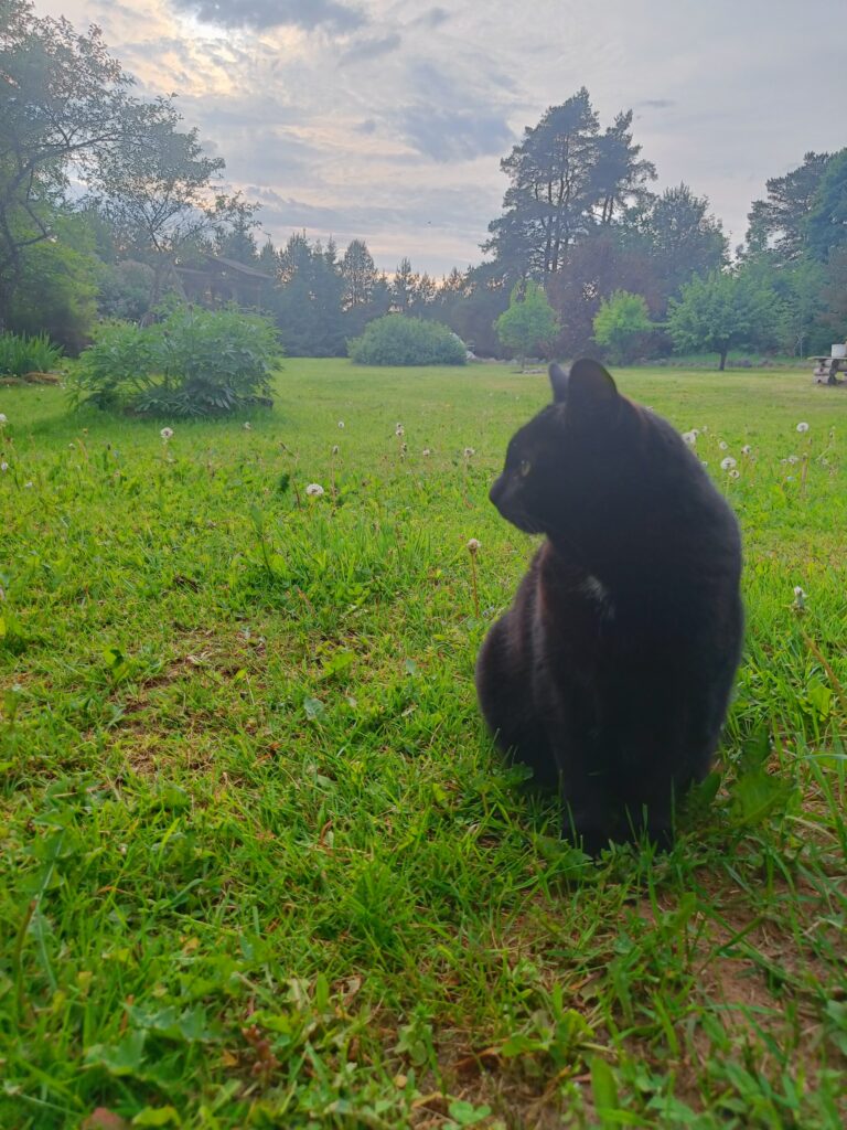 Black cat sitting in a grassy garden at dusk, looking across the lawn toward trees and shrubs.