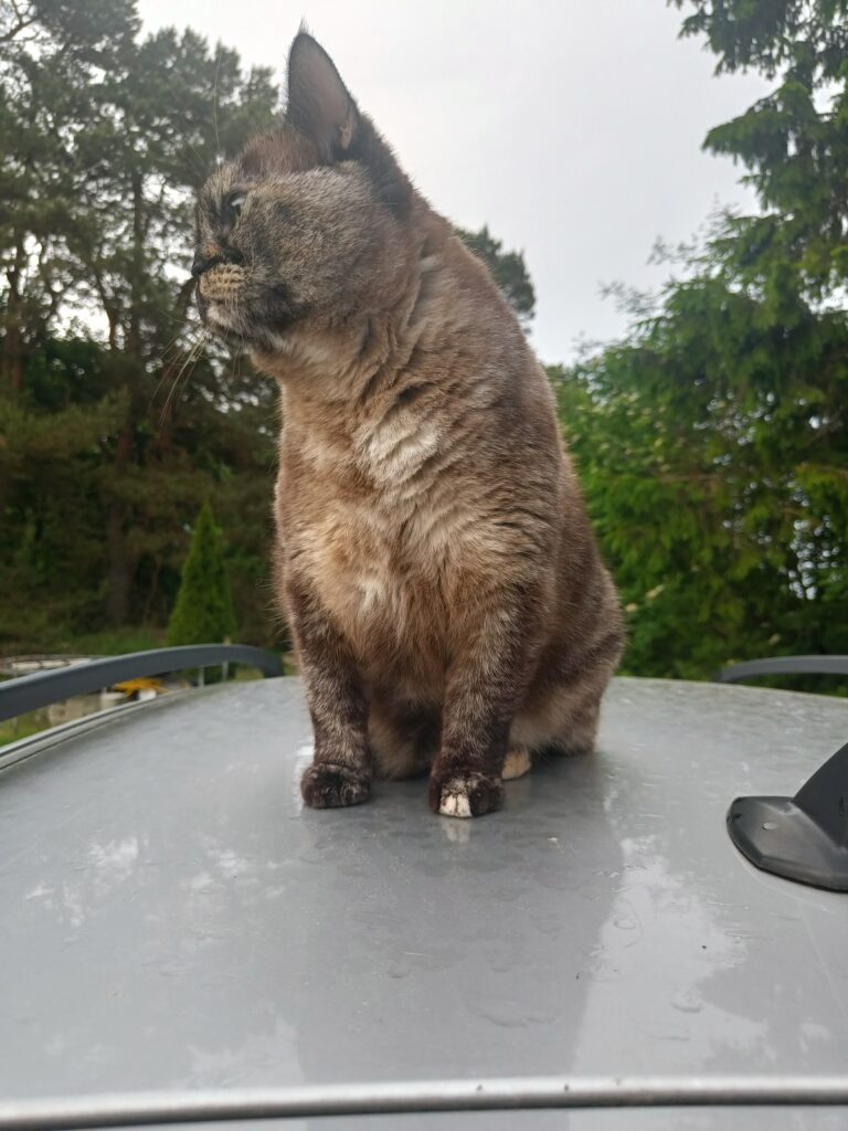 Tortoiseshell cat sitting on a grey roof of a car, looking across a garden surrounded by tall trees.