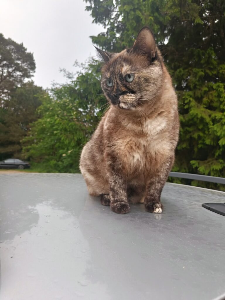 Tortoiseshell cat with blue eyes sitting on top of a grey car, facing the camera with trees and greenery in the background.