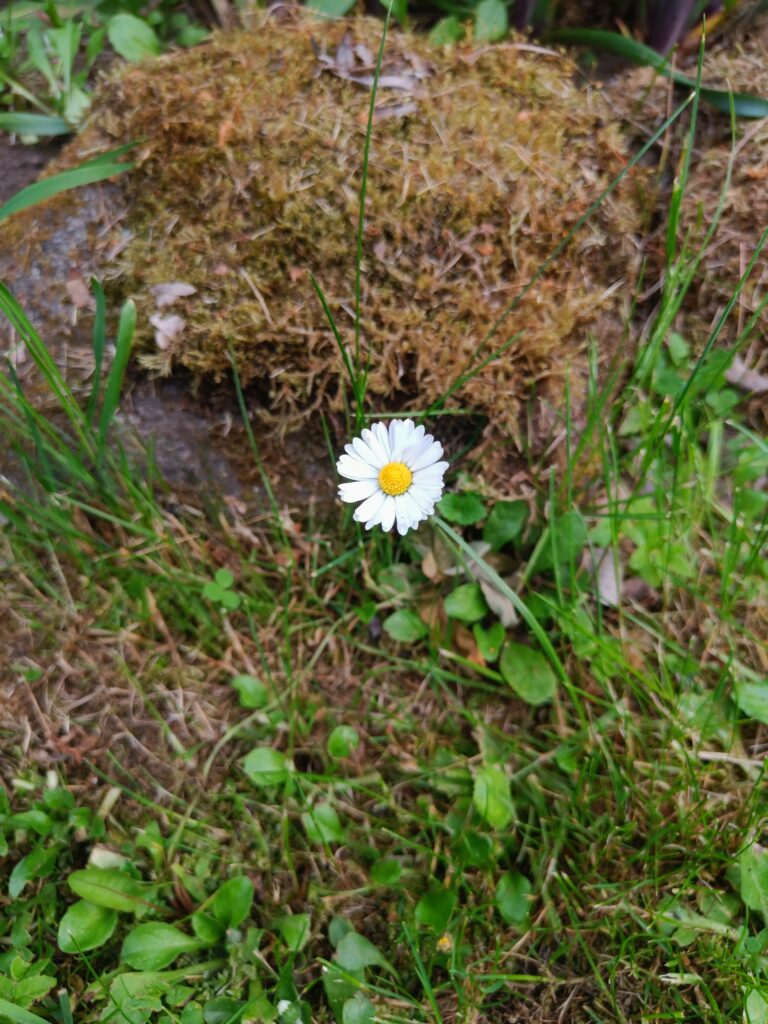 Single white daisy growing among grass and moss beside a stone.