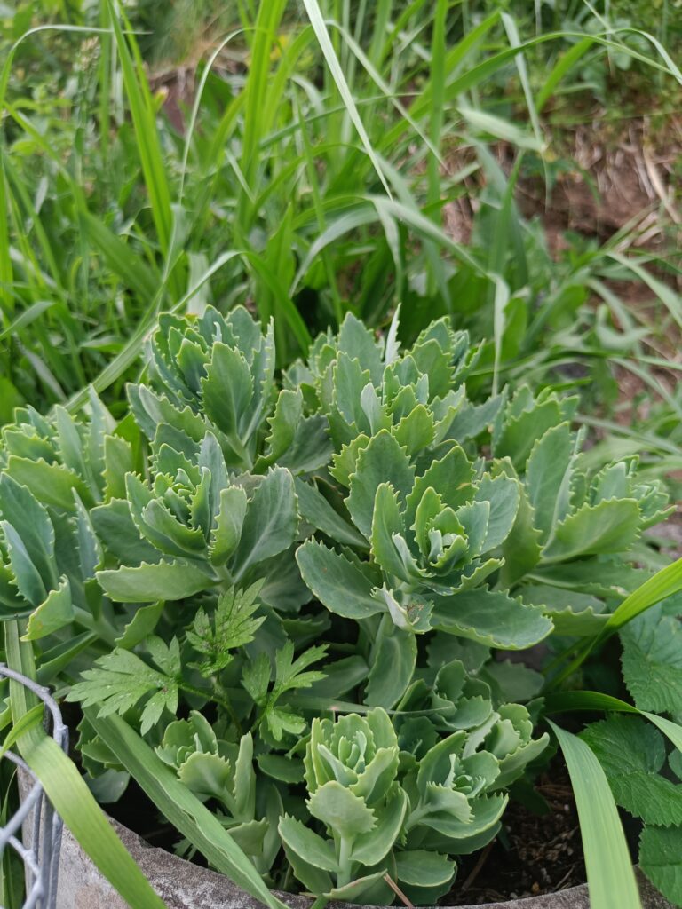 Close-up of a leafy green garden plant with thick serrated leaves growing among tall grass.