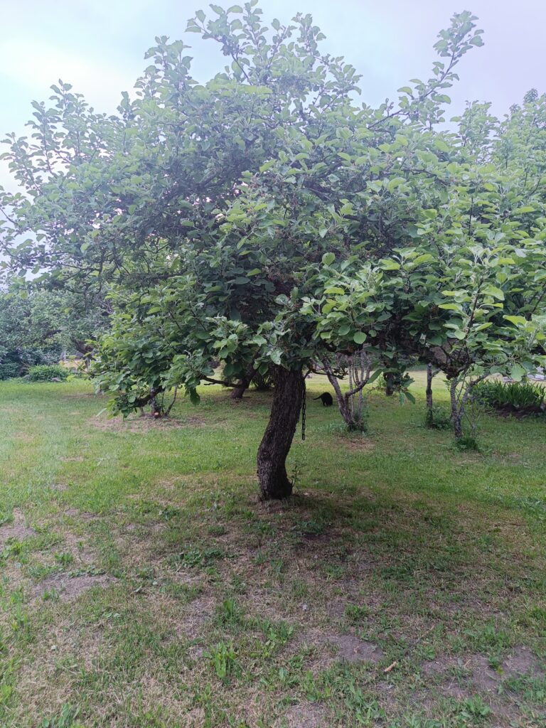 Small aplle tree standing in a grassy garden, with several trees and shrubs in the background.