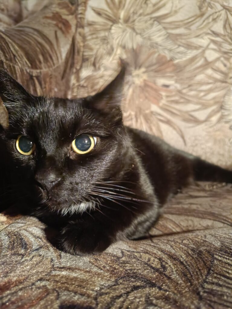 Black cat resting on a patterned armchair, looking directly toward the camera with enlarged pupils in it's emerald green eyes.