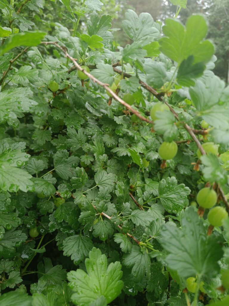 Gooseberry bush covered in green leaves and ripening gooseberries after rain.