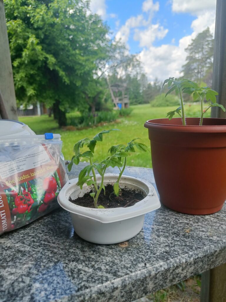 Young tomato plants growing in small containers on granite table, with a garden visible.