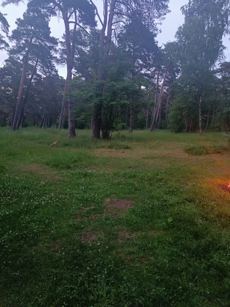 One polite fox posing for the camera after its companion decided to remain an unidentified fuzzy object.