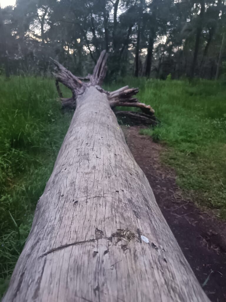 Large fallen tree trunk lying across a narrow path surrounded by tall grass and pine trees. This tree trunk was used as a seat.