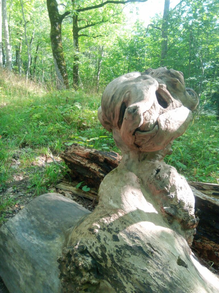 An unusually shaped tree trunk in a woodland setting near Kaali Crater, twisted by time into a natural sculpture called the devils tree among the forest greenery.
